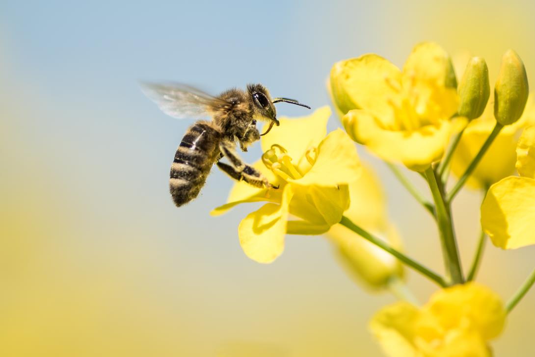 Biene auf einer Blüte