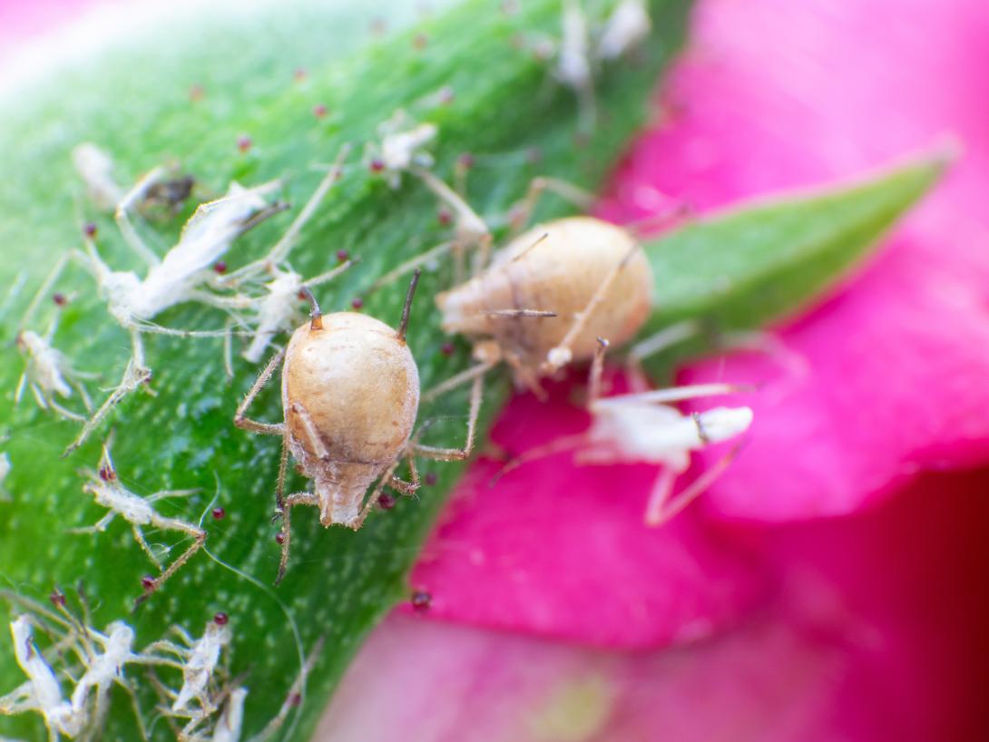 Blattlaus parasitiert von Schlupfwespen 