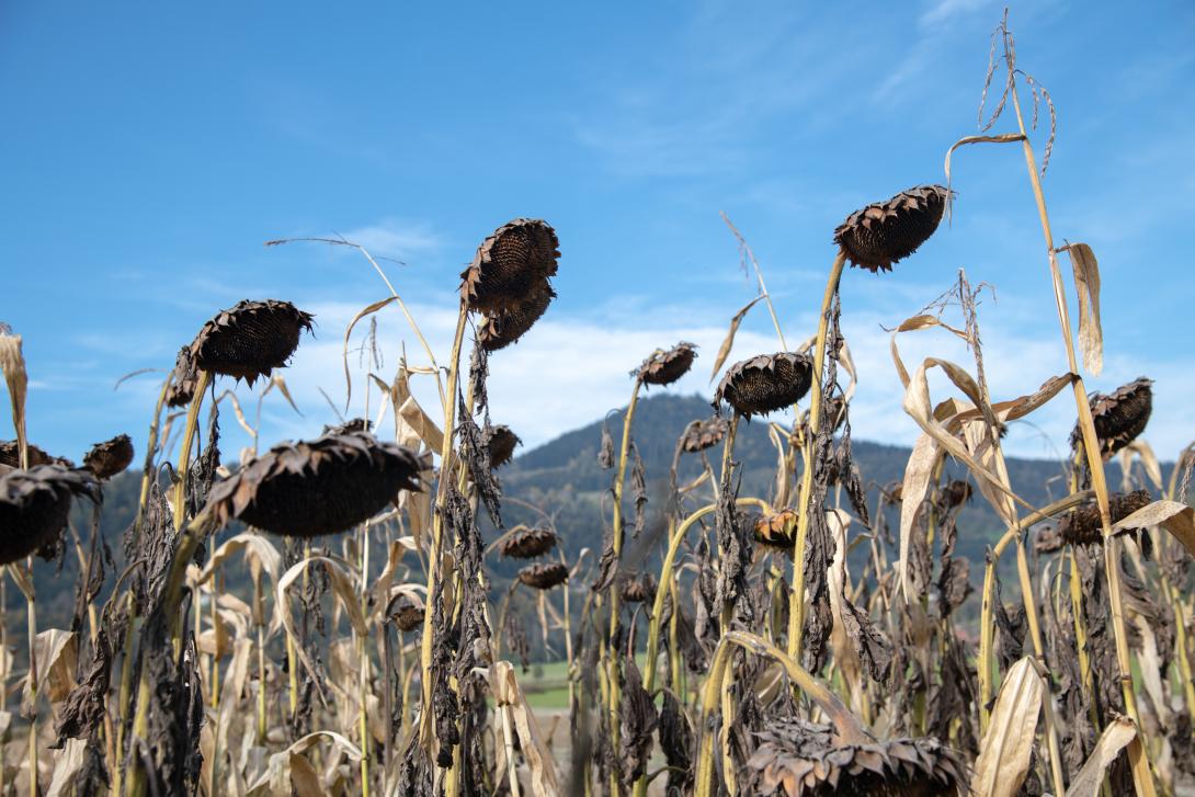 Vertrocknete Sonnenblumen auf einem Feld