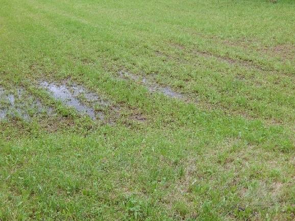 stehendes Wasser nach Regenfällen auf einer Wiese