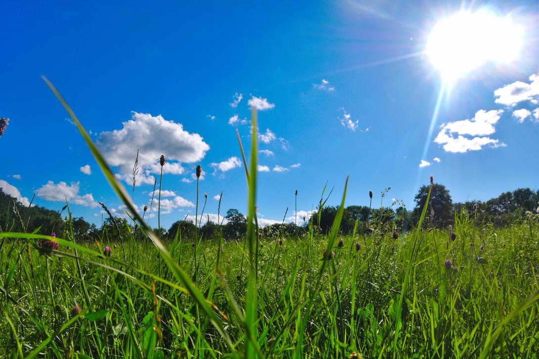 Wiese und Sonnenschein