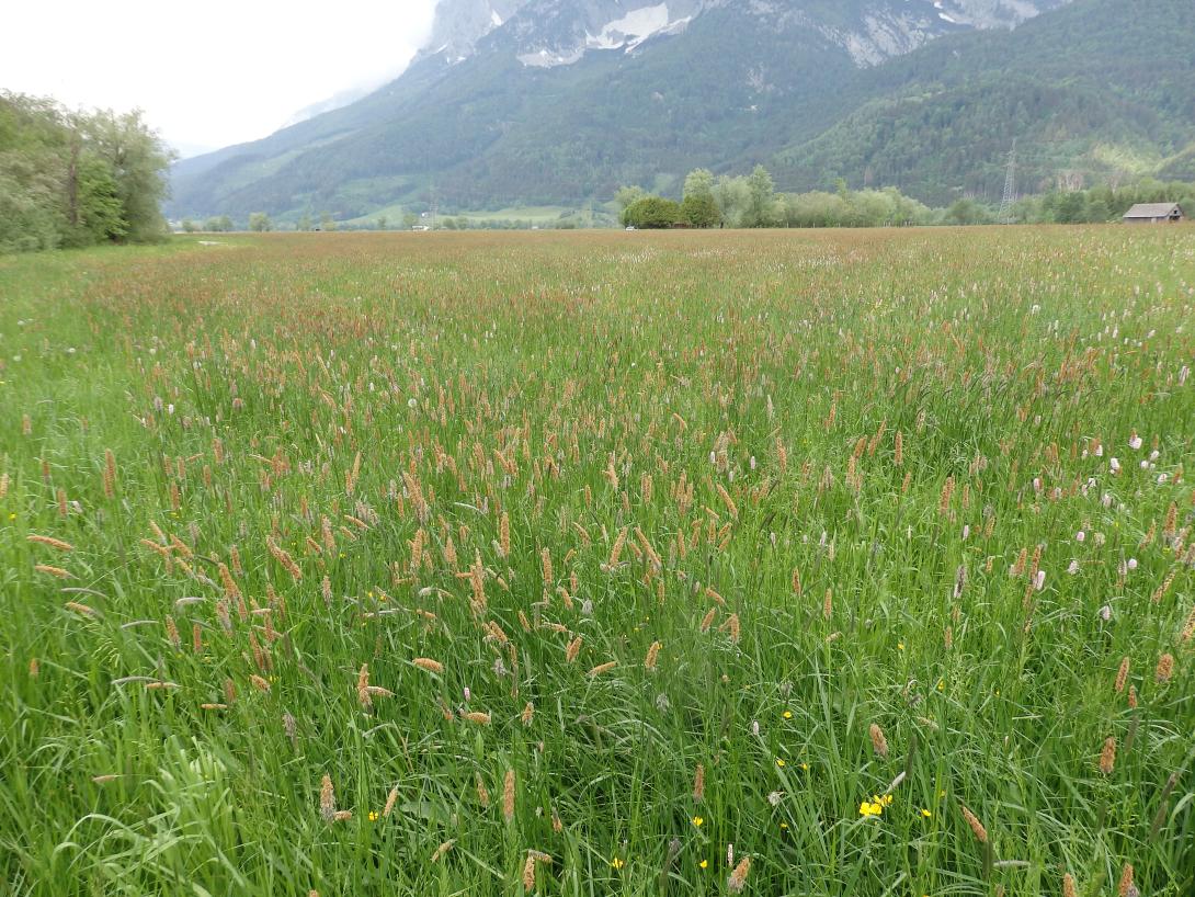 Fuchsschwanzwiese (nährstoffreich und feucht)