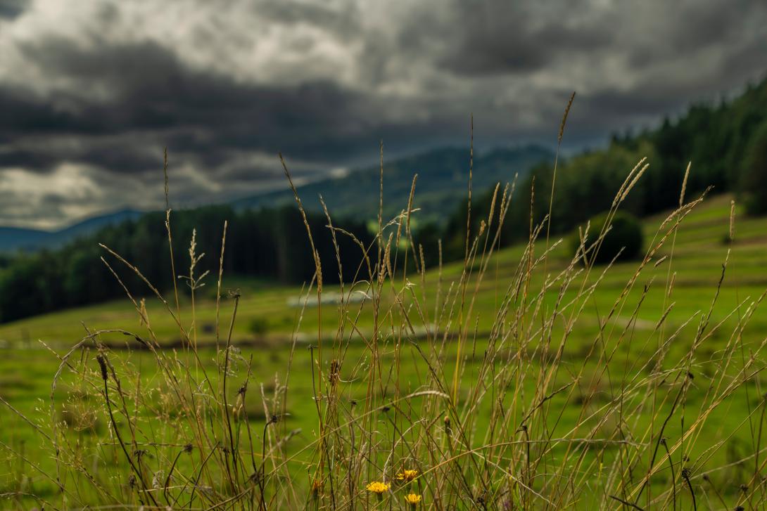 Eine Wiese mit Gewitterwolken im Hintergrund