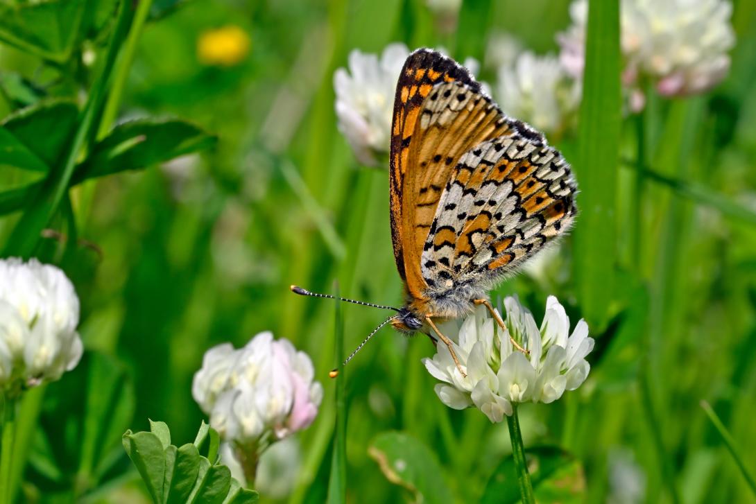 Schmetterling (Wegerich-Scheckenfalter)