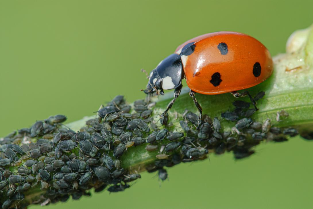 Siebenpunkt Marienkäfer (Coccinella septempunctata) frisst Blattlaus