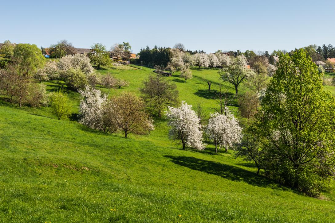 Landschaftsbild, grüne Wiese mit Bäumen