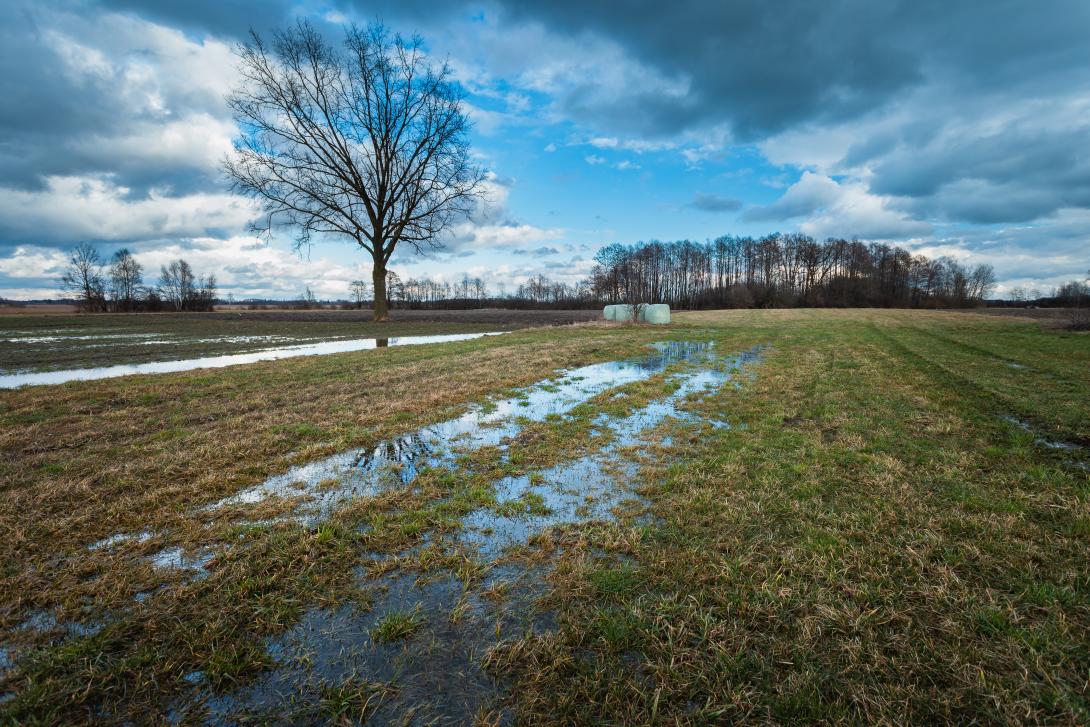 Eine vernässte Wiese