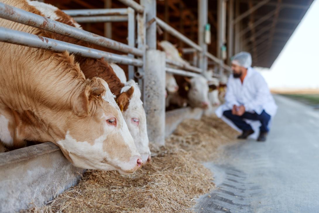 Tierarzt bei der Kontrolle von Kühen 