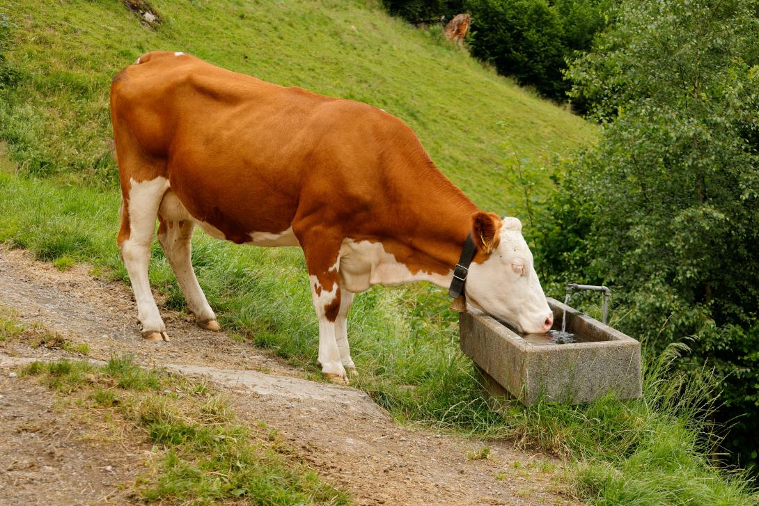 Rind mit einer Tränke