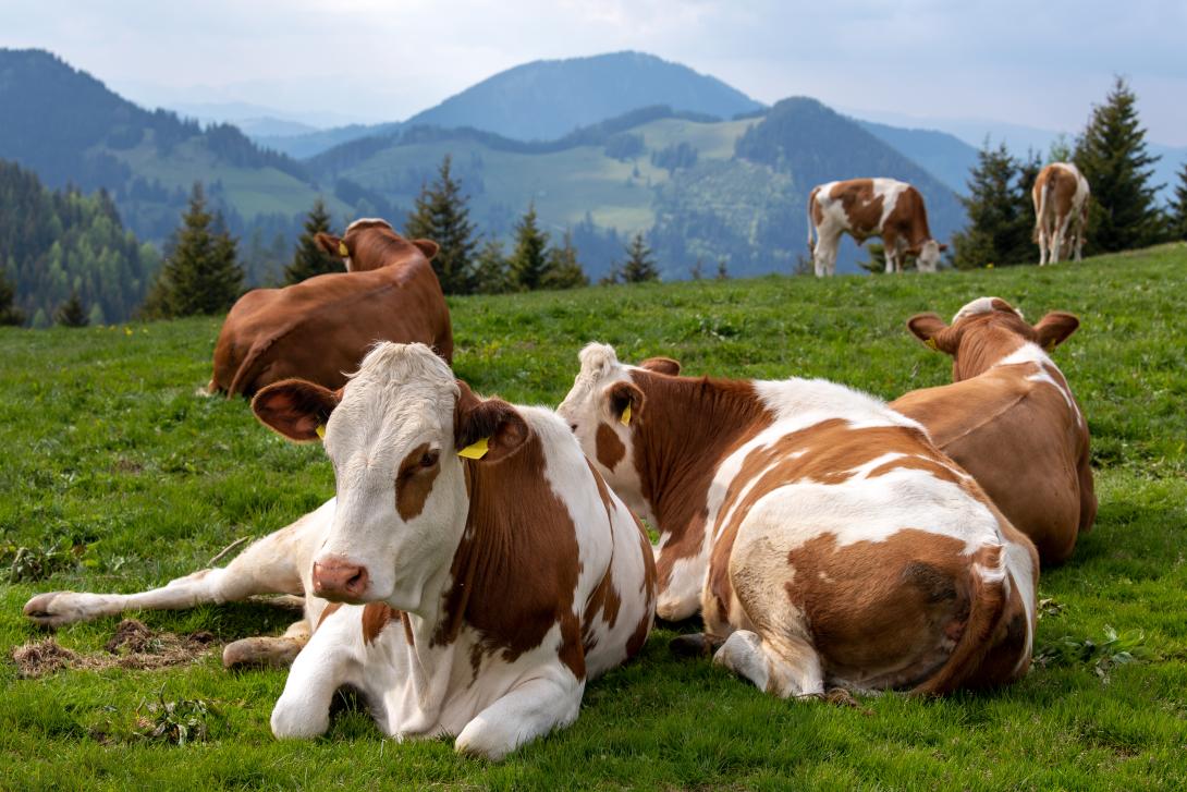 Mehrere Rinder liegend auf einer Weide