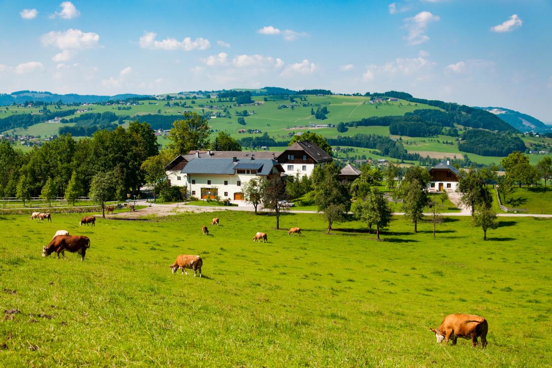 Rinder auf einer Weide