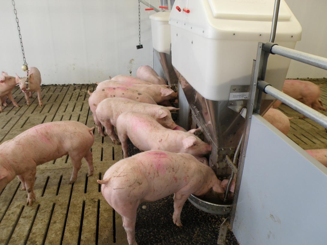 Schweine bei der Futteraufnahme am Breiautomaten