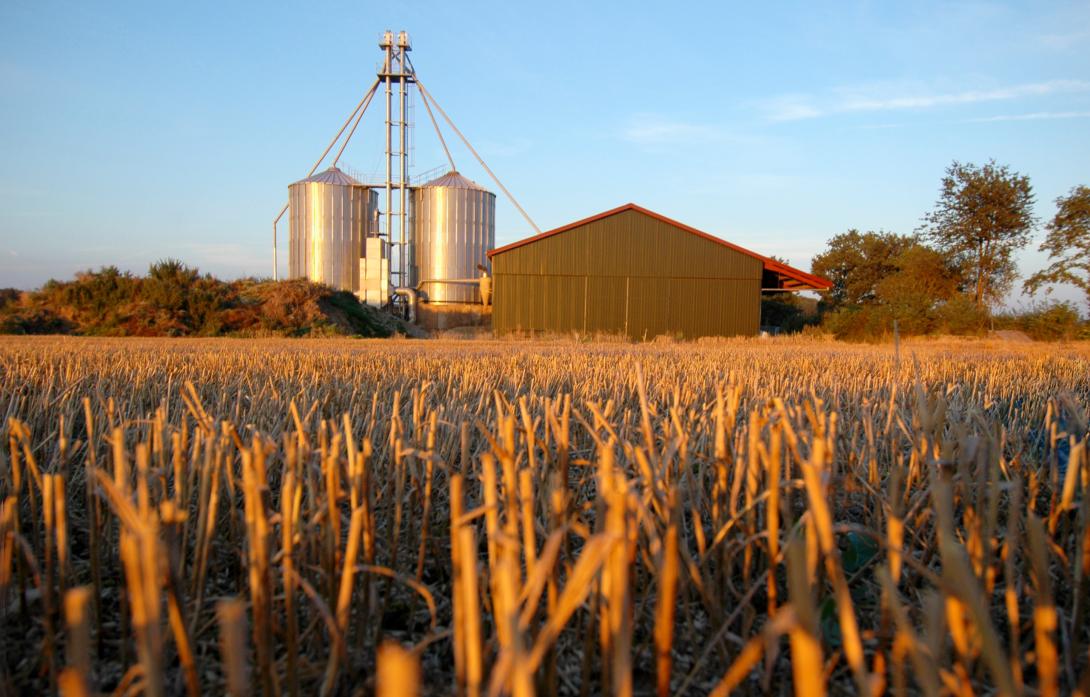 Ein Getreidefeld, im Hintergrund Getreidesilos und eine Halle