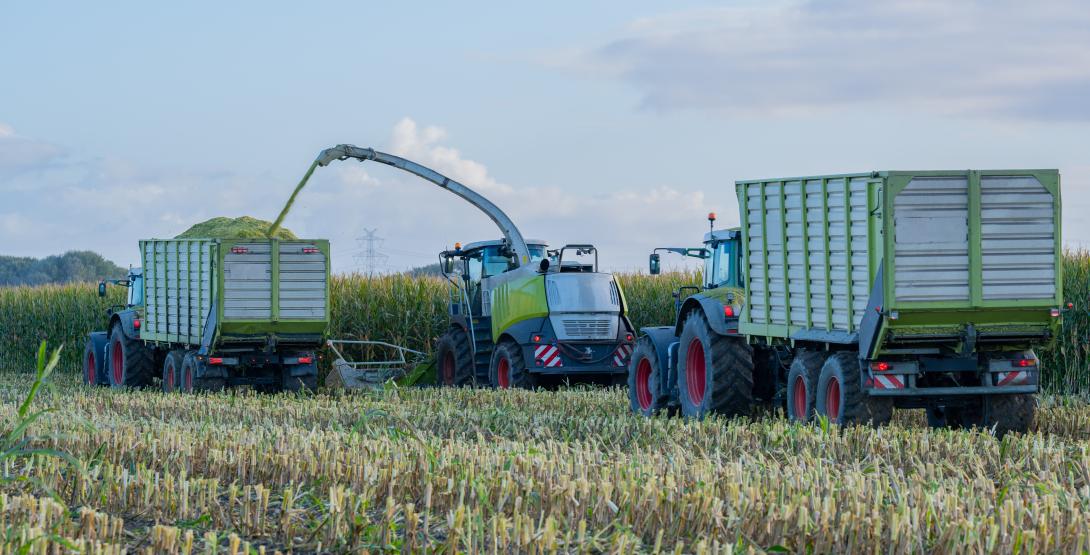 Ernte von Ganzkornsilage