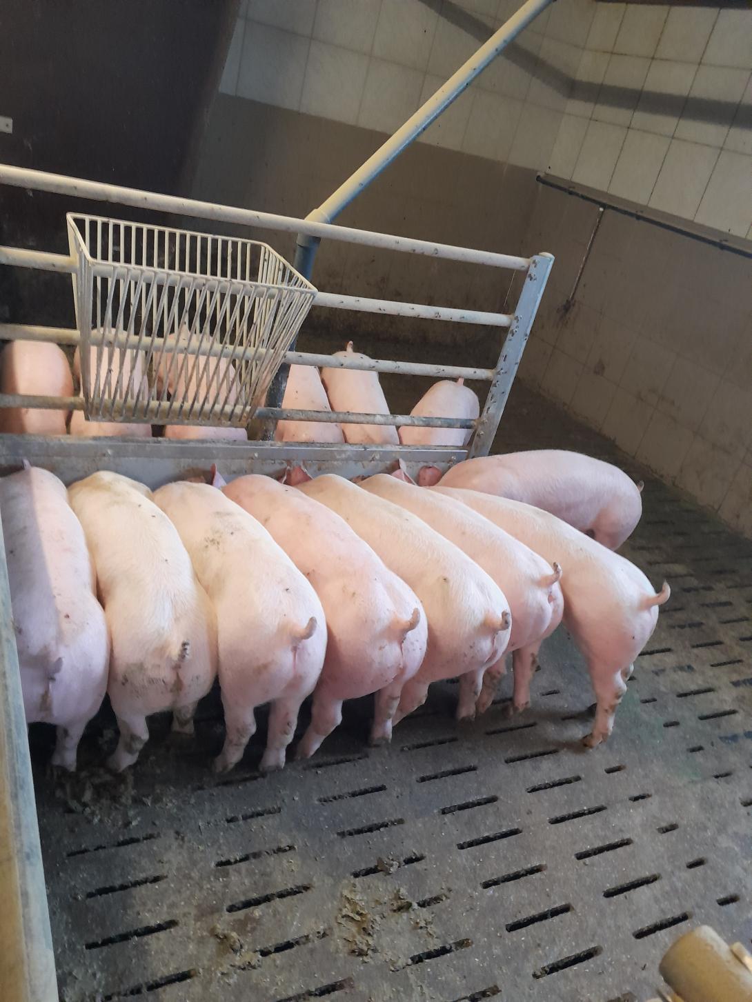 Schweine bei der Futteraufnahme