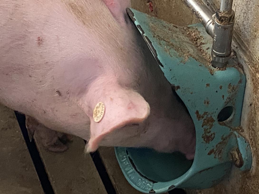 Schwein bei der Wasseraufnahme