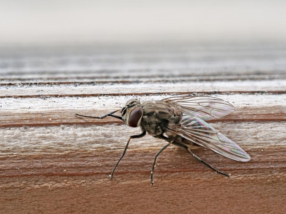 Insekte (Wadenstecher)