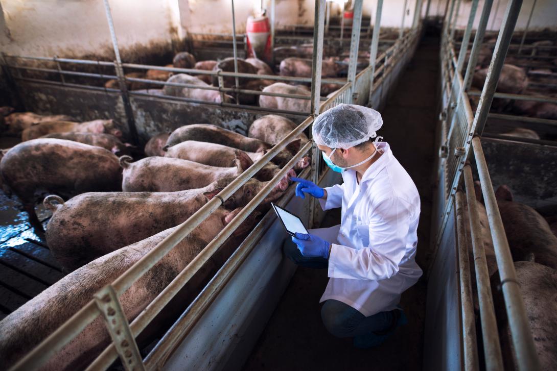 Tierartz im Schweinestall