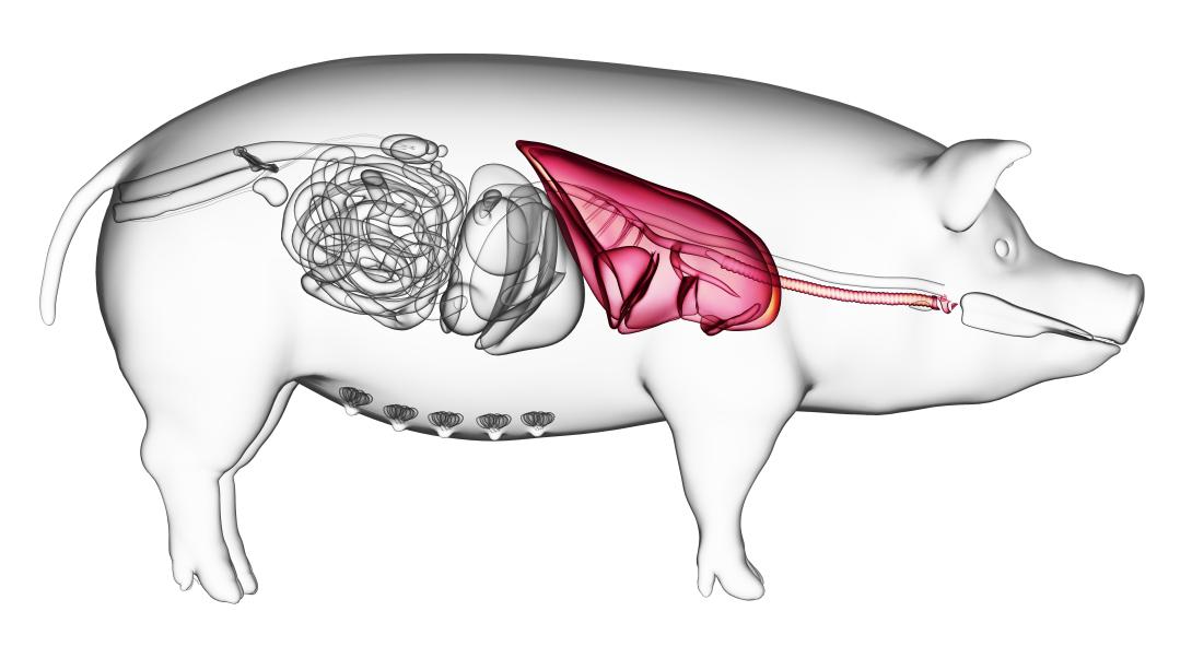 Illustration eines Schweins und dessen innere Organe, Lunge in Farbe