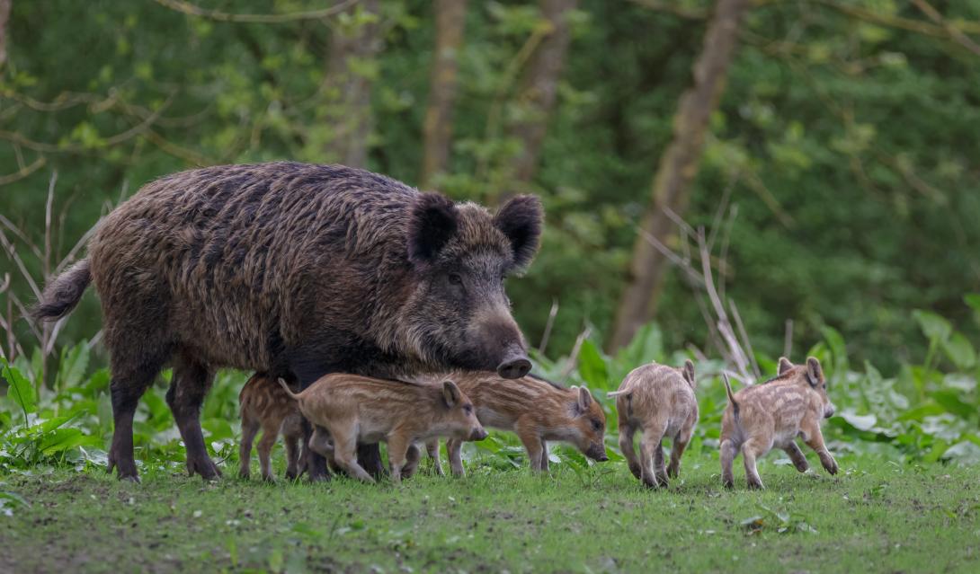 Wildschwein mit Frischlingen