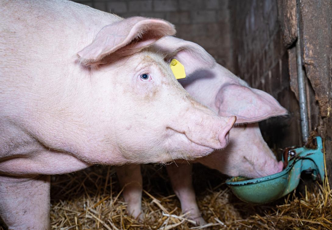 Schweine bei der Wasseraufnahme