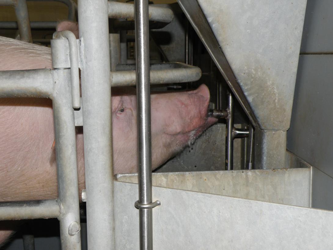 Schweine bei der Wasseraufnahme