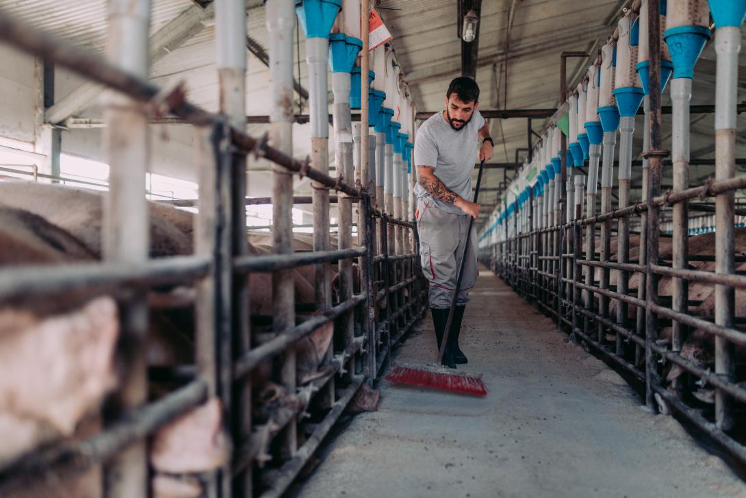 Landwirt reinigt Schweinestall