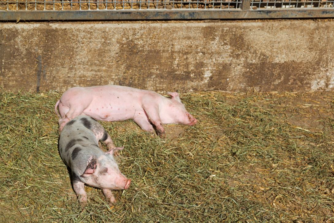  Ferkel in Freilandhaltung 